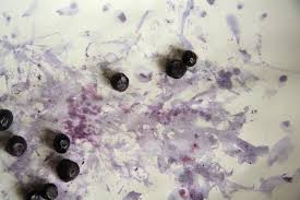 berry stain paper